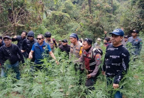 Polisi Ungkap Ladang Ganja di Lumajang, Empat Petani Ditetapkan Tersangka