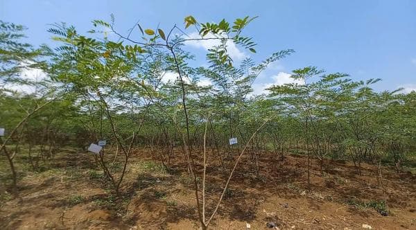 Indigofera, Solusi Biomassa dan Alternatif Pengganti Batu Bara