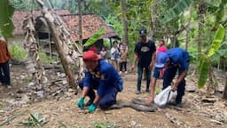 2 Ekor King Kobra Ancam Keselamatan Warga, Damkar Ciamis Beraksi