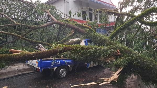 Hujan dan Angin Kencang, Pohon Besar Tumbang Bikin Arus Lalin Tersendat di Rangkasbitung