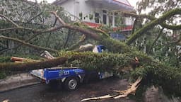 Hujan dan Angin Kencang, Pohon Besar Tumbang Bikin Arus Lalin Tersendat di Rangkasbitung