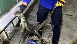 Seram! Biawak Bikin Warga Sukmajaya Depok Tak Bisa Tidur Nyenyak