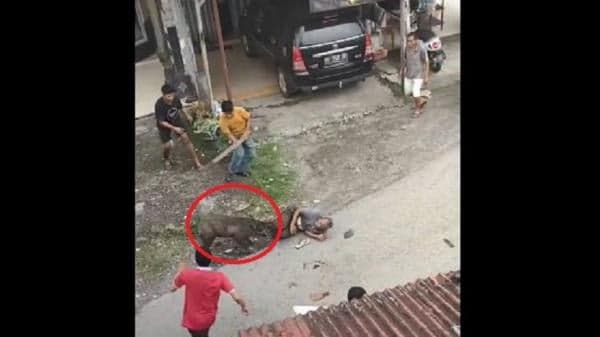 Viral! Warga Padang Pariaman Patah Tangan dan Jari karena Diseruduk Babi Hutan