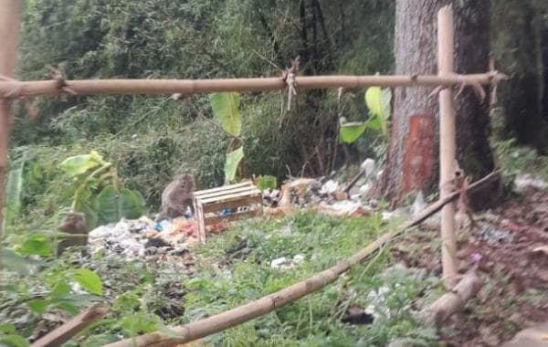 Waduh! Monyet-monyet Liar Asyik Nongkrong di Tempat Sampah Beunying