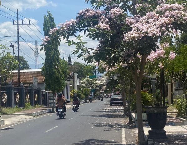 Seperti di Jepang, Bunga Tabebuya ini Bermekaran di Kota Bondowoso, Yuk Intip