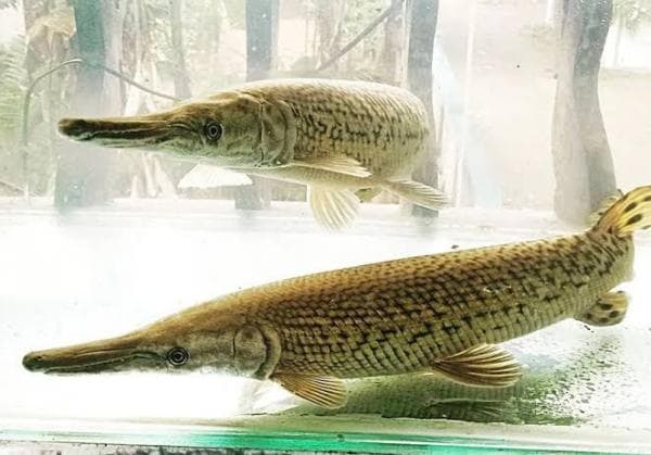 Fakta Unik Ikan Aligator dan Alasan Dilarang Dipelihara di Indonesia