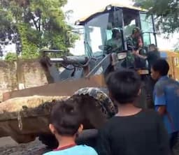 Buaya Penangkaran di Cianjur Lepas ke Pemukiman Warga, 2 Ekor Berhasil Ditangkap