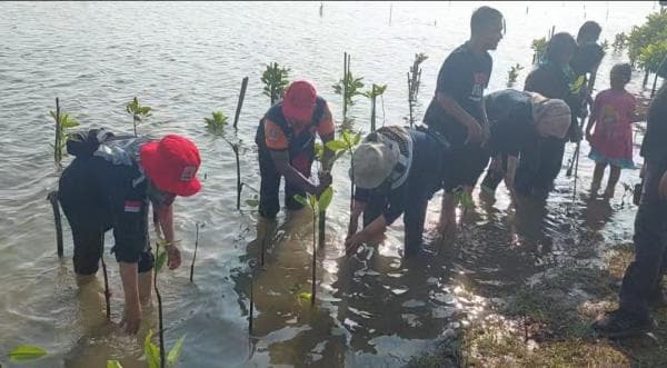 3 Ribu Mangrove Ditanam di Kawasan Kaliratu Kebumen