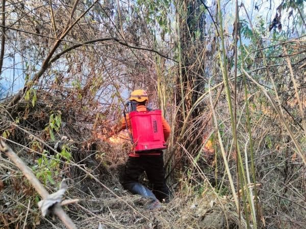 Kebakaran Hutan Hanguskan Gunung Roti Kawasan  Ijen