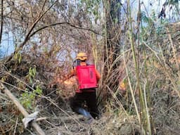 Kebakaran Hutan Hanguskan Gunung Roti Kawasan  Ijen