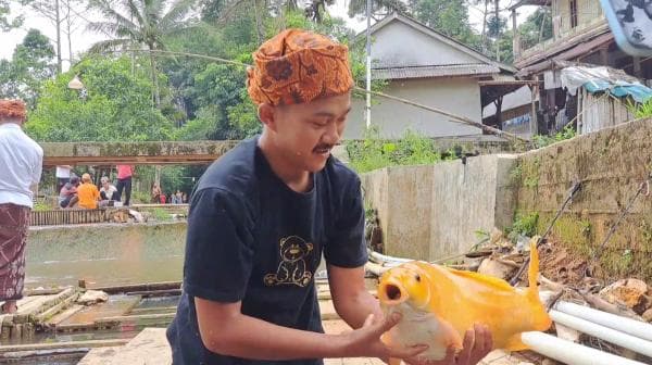 Wow! Ikan Mas Jumbo hingga 15 Kg Ditemukan di Sungai Citorek, Simak Ini Cara Budidayanya Wow! Ikan Mas Jumbo hingga 15 Kg Ditemukan di Sungai Citorek, Simak Ini Cara Budidayanya
