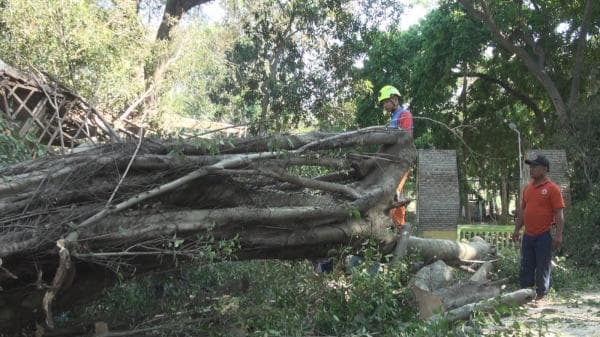 Angin Kencang, Pohon Tumbang Timpa musala Ponpes