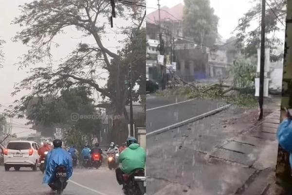 Pohon Tumbang di Sukmajaya Depok, Jalan Sementara Ditutup