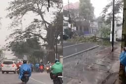 Pohon Tumbang di Sukmajaya Depok, Jalan Sementara Ditutup