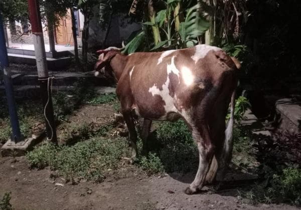 Sempat Dicuri, Indukan Sapi di Probolinggo Berhasil Ditemukan, Namun Anakannya Hilang