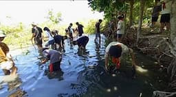 Mahasiswa dan Pelajar Tanam Ratusan Pohon Mangrove di Pantai Cikujang