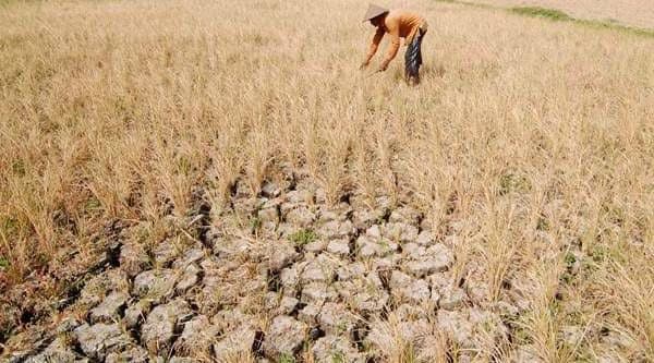 Petani di Banyusari Sulit Dapat Air, 200 Hektare Sawah Terlambat Cocok Tanam