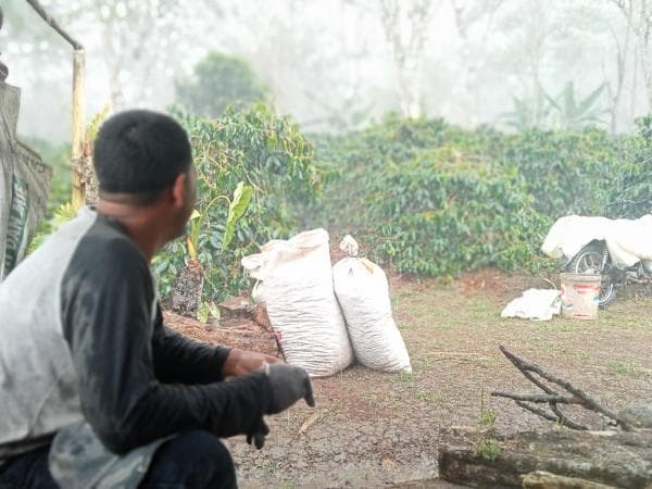 Antara Panen Raya dan Pilkada, Terselip Makna Mendalam bagi Petani Kopi Gayo