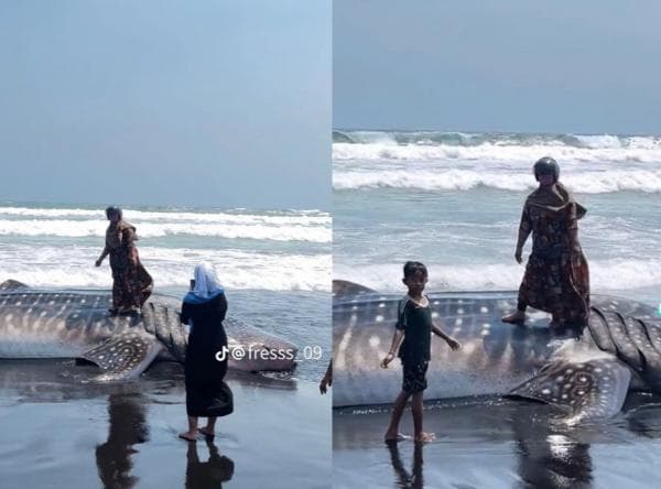 Viral Emak-Emak Foto di Atas Bangkai Hiu Tutul Terdampar, Netizen: Ras Terkuat di Bumi