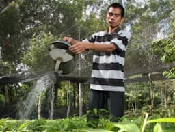 Petani Muda Ini Sebarkan Virus Tanam Pohon Gaharu