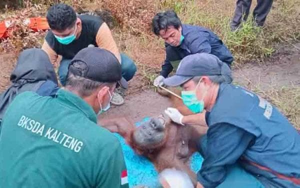 Tim BKSDA Kalteng Temukan 3 Butir Peluru Bersarang di Tubuh Orangutan yang di Rescue