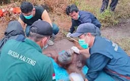 Tim BKSDA Kalteng Temukan 3 Butir Peluru Bersarang di Tubuh Orangutan yang di Rescue