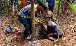 Babi Hutan Raksasa Berhasil Diringkus Warga di Ciamis