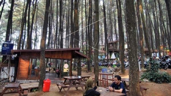 6 Fakta Menarik Gunung Pancar di Sentul, Hutan Pinus Memukau Dibalut Suara Riang Burung Langka