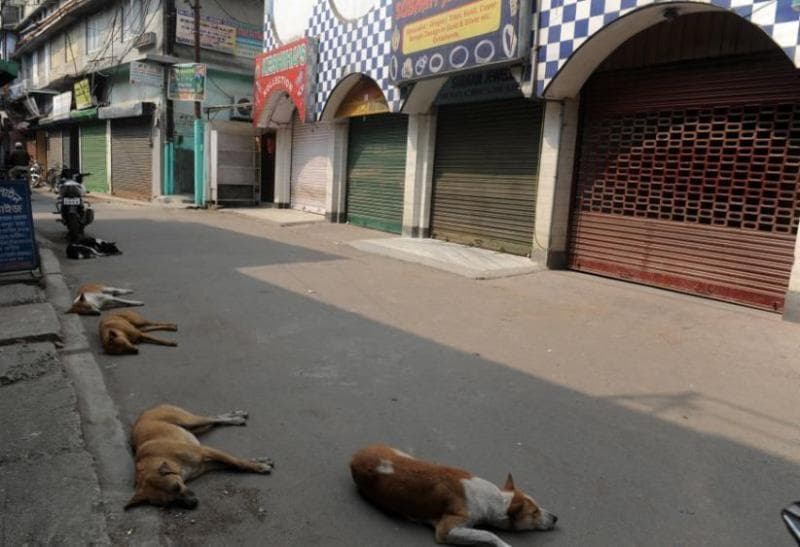 Anjing Liar di Bali Akan Ditangkap dan Disuntik Mati, Netizen: Karma is Real