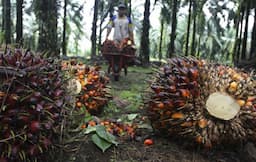 Eropa Tunda Aturan EUDR yang Diskriminasi Sawit, RI Minta Pembatalan!