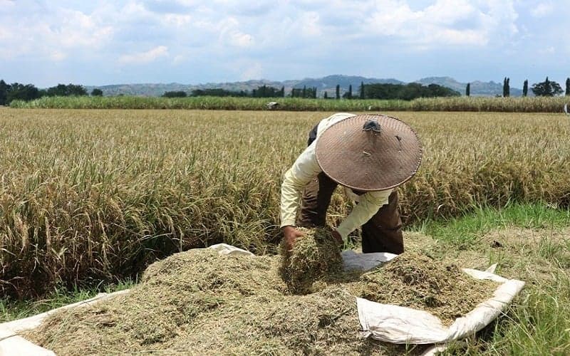 Perum Bulog Serap 799.423 Ton Beras Petani hingga Agustus