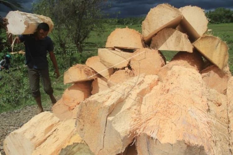 3 Contoh Teks Argumentasi tentang Sagu 3 Contoh Teks Argumentasi tentang Sagu