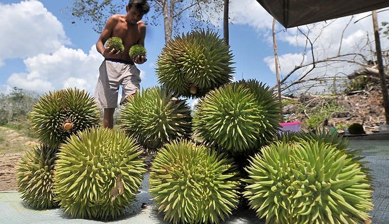 8 Pantangan Sesudah Makan Durian yang Wajib Dihindari, Jangan Disepelekan!