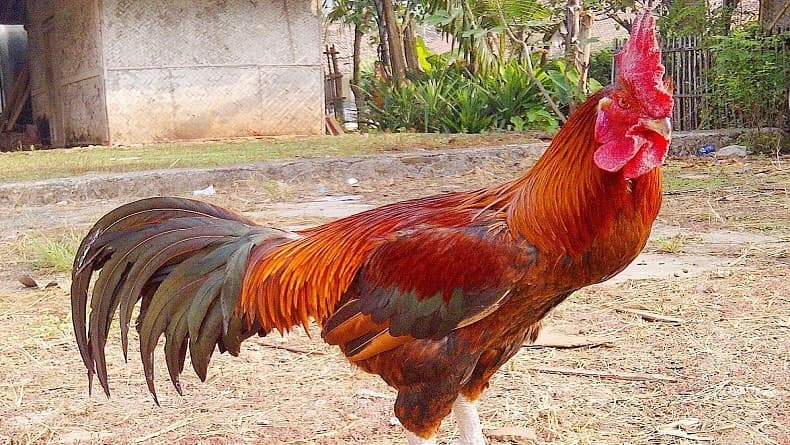 Komplain Kokok Ayam, Belasan Bule Rusia Sampaikan Petisi ke Camat Kuta Selatan Bali