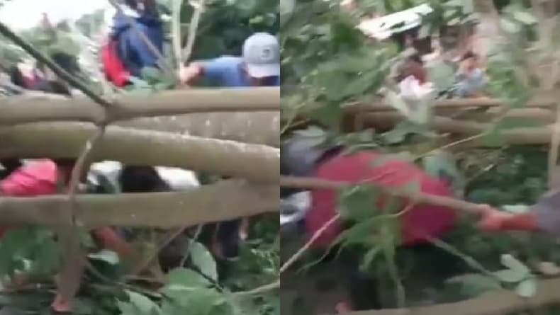 Pohon Karet Tua Tumbang Timpa 2 Pengendara Motor di Gunung Putri Purwakarta