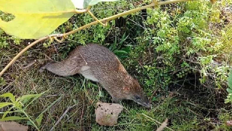 Bandekut, Tikus Babi Salah Satu Hewan Endemik Papua