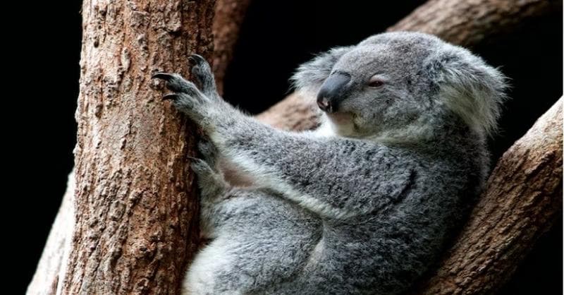 Ini Dia Hewan Paling Lambat di Dunia Selain Kura-Kura Ini Dia Hewan Paling Lambat di Dunia Selain Kura-Kura