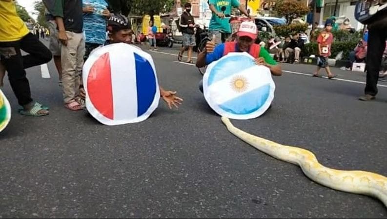 Bruno Ular Sanca Albino di Solo Ramal Juara Piala Dunia 2022, Argentina atau Prancis? Bruno Ular Sanca Albino di Solo Ramal Juara Piala Dunia 2022, Argentina atau Prancis?