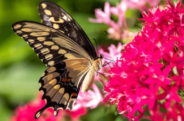 8 Contoh Hewan yang Mengalami Metamorfosis Sempurna Beserta Penjelasannya 8 Contoh Hewan yang Mengalami Metamorfosis Sempurna Beserta Penjelasannya