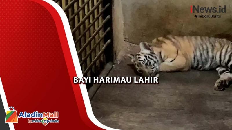 Jadi Daya Tarik Liburan Nataru, Bayi Harimau Lahir di TRMS Serulingmas Banjarnegara Jadi Daya Tarik Liburan Nataru, Bayi Harimau Lahir di TRMS Serulingmas Banjarnegara