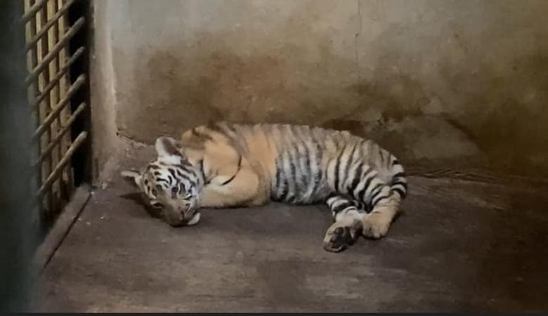 Imutnya Bayi Harimau Benggala di Banjarnegara, Jadi Daya Tarik Wisatawan saat Libur Nataru