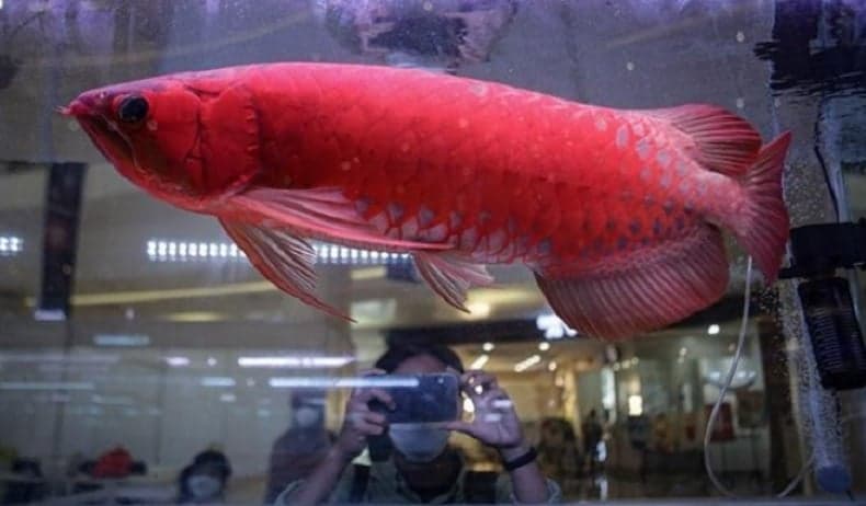 Mengenal Arwana Super Red, Ikan Asal Kalbar yang Terancam Punah Berharga Fantastis