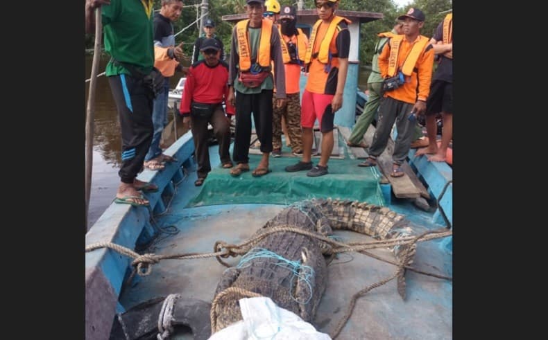 Seekor Buaya Diduga Mangsa Manusia Dibelah Perutnya, Ternyata....