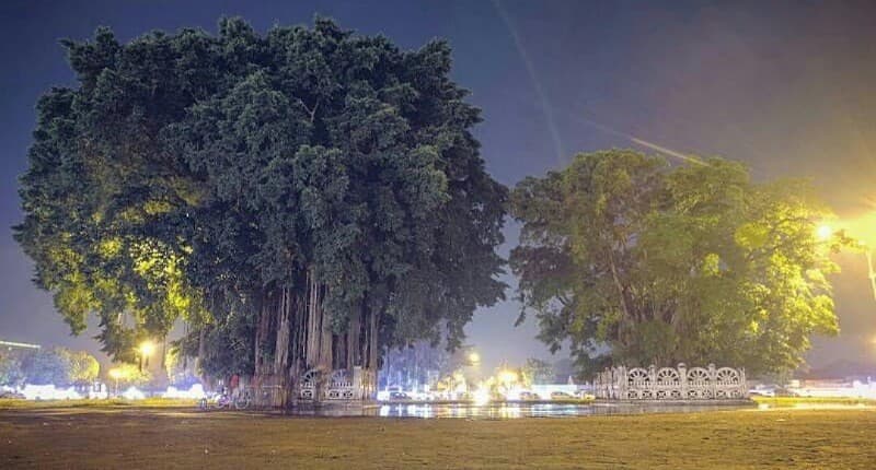 Liburan ke Yogyakarta, Wisatawan Wajib Tahu Legenda Beringin Kembar Alun-Alun Kidul