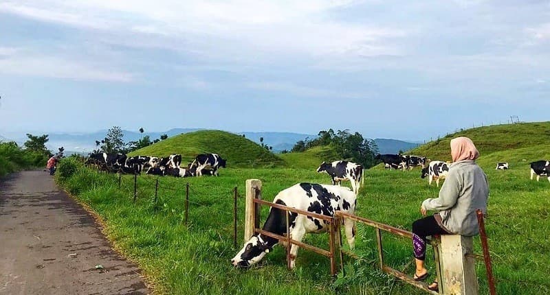 Mengintip Keindahan Bukit Manggala di Banyumas yang Disebut Mirip New Zealand