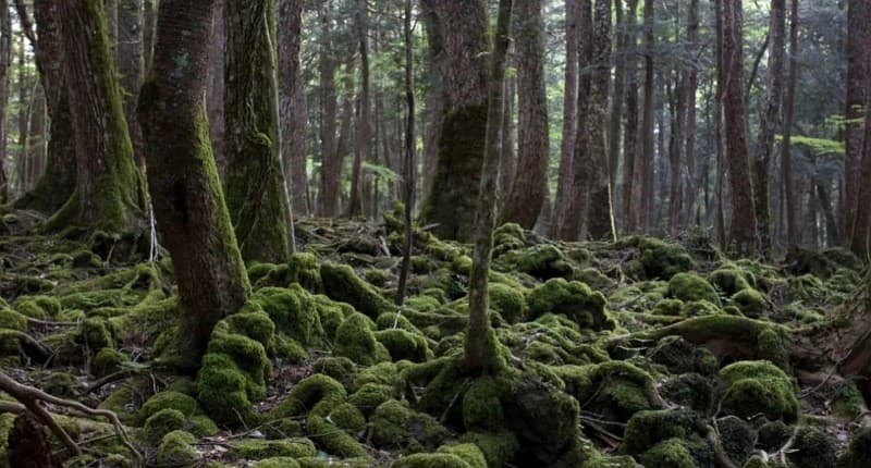 Fakta Hutan Aokigahara di Jepang Paling Menakutkan, Sekali Masuk Sulit Keluar Kembali Fakta Hutan Aokigahara di Jepang Paling Menakutkan, Sekali Masuk Sulit Keluar Kembali