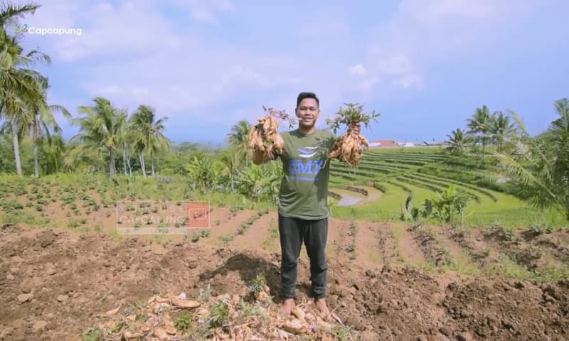 Korban PHK Sukses Jadi Petani Ubi Madu, Kantongi Omzet Rp100 Juta Sekali Panen