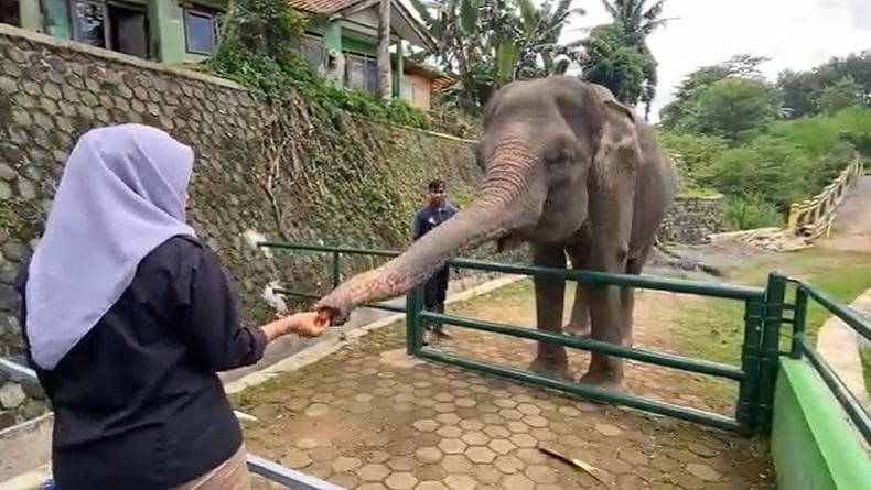 Serunya Memberi Makan Gajah di Kebun Binatang Seruling Mas Banjarnegara