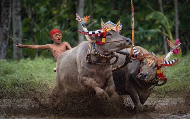 Mengenal Tradisi Makepung, Balapan Kerbau Petani Jembrana Rayakan Hasil Panen