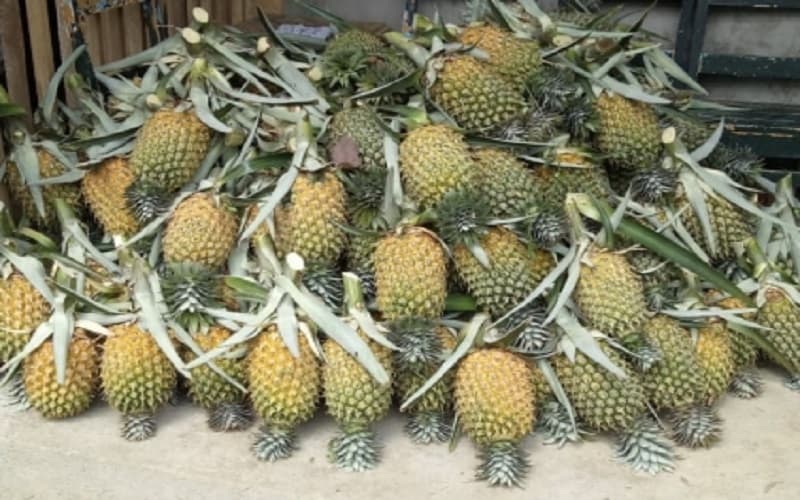 Daerah Penghasil Nanas Terbesar di Sumsel, Prabumulih Minggir Dulu Daerah Penghasil Nanas Terbesar di Sumsel, Prabumulih Minggir Dulu